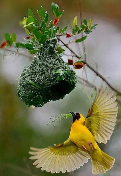 鳥來家裡築巢 風水|【鳥在家裡築巢】鳥兒在家裡築巢預示什麼？風水專家。